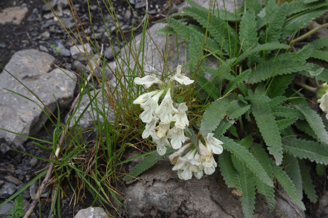 Image of Betonica ossetica specimen.