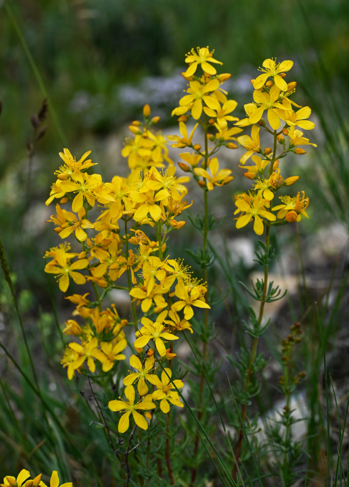 Изображение особи Hypericum elongatum.