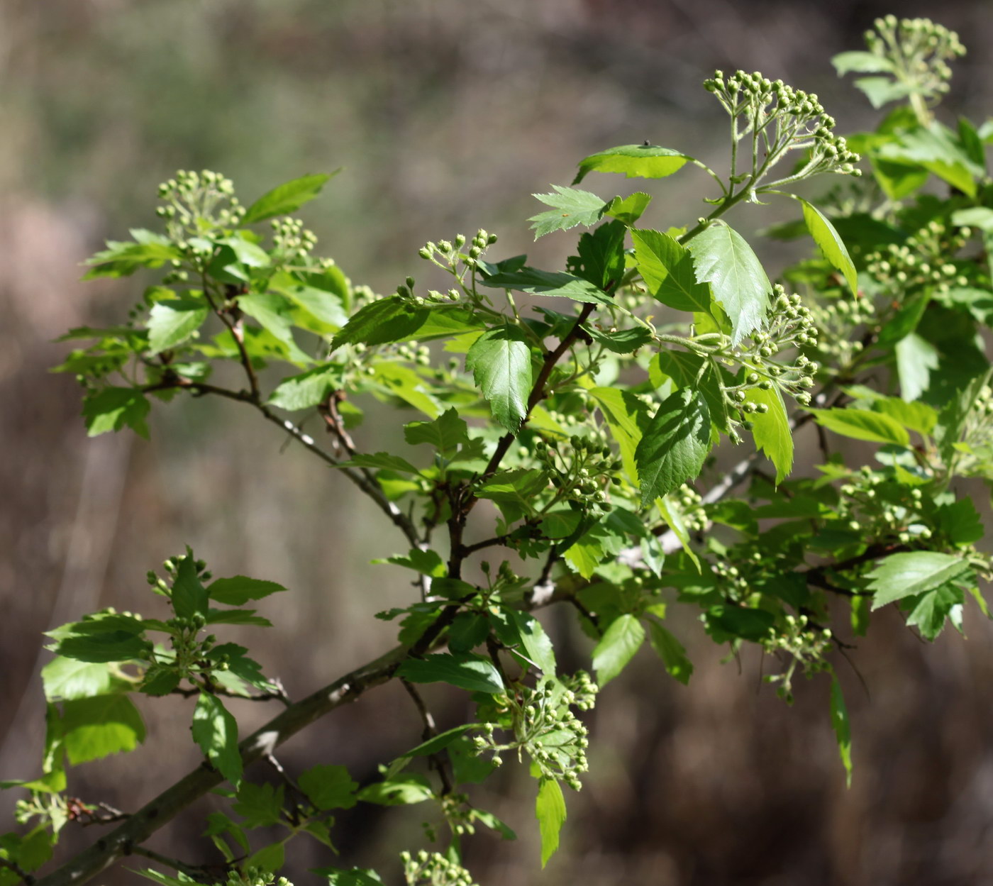 Image of Crataegus knorringiana specimen.