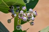 Calotropis procera. Соцветие с цветками, бутонами и клопом. Египет, мухафаза Асуан, о-в Агилика, у развалин храма. 03.05.2023.