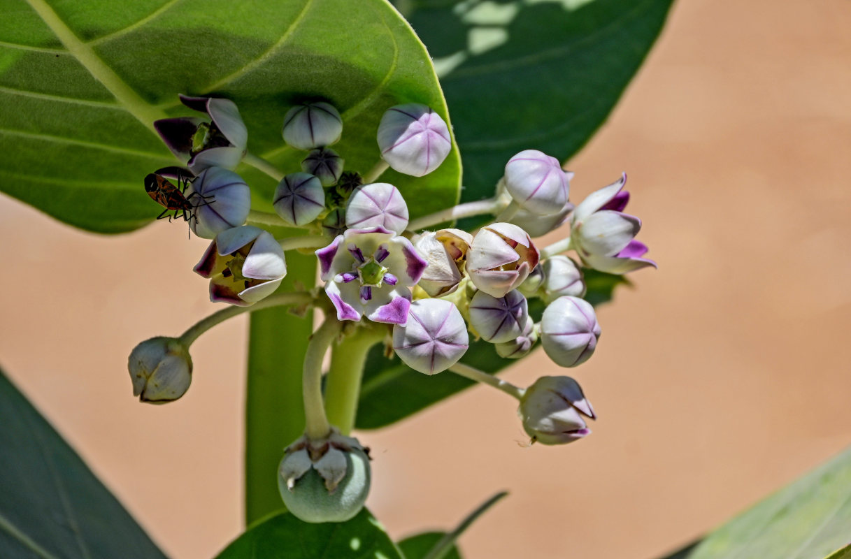 Image of Calotropis procera specimen.