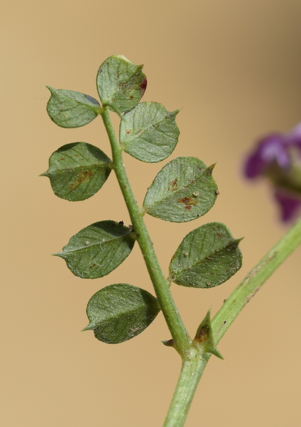 Image of Vicia pyrenaica specimen.