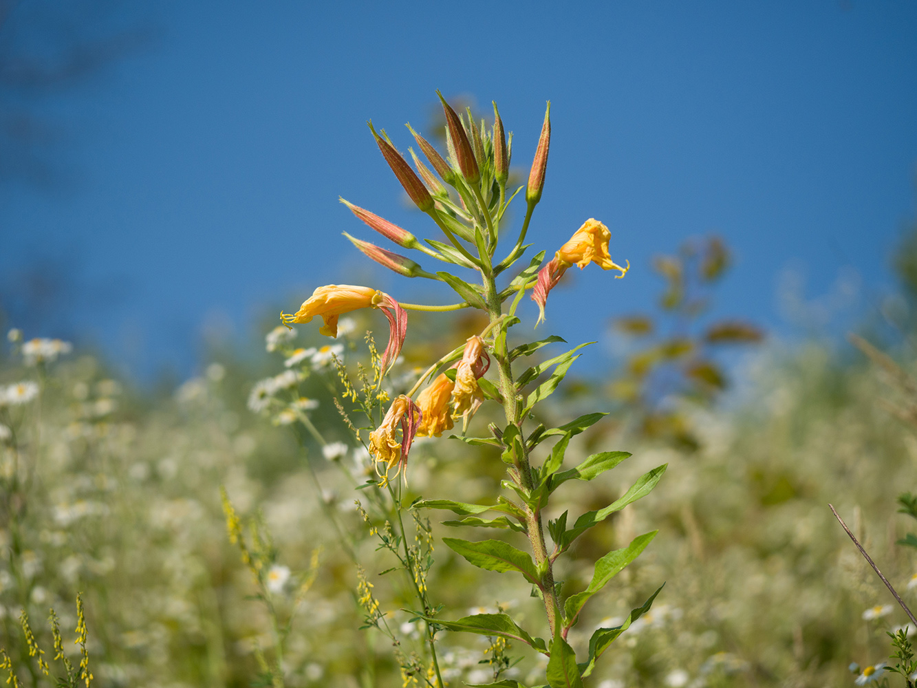 Image of Oenothera glazioviana specimen.