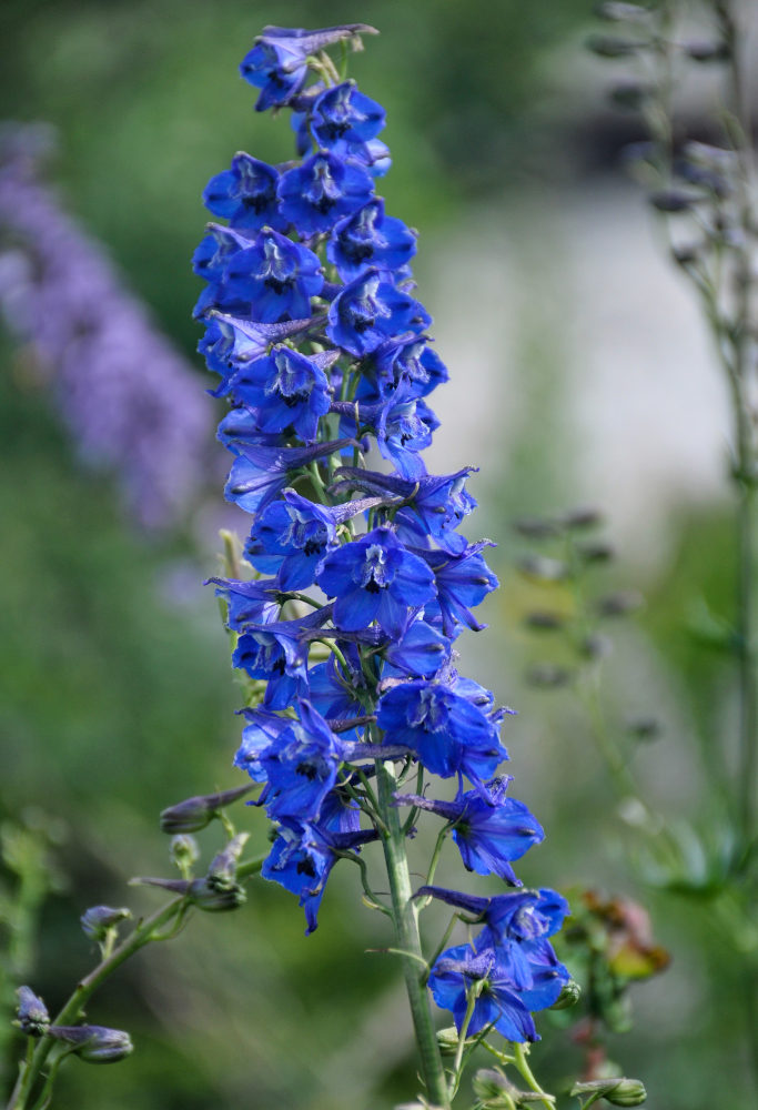 Image of Delphinium elatum specimen.