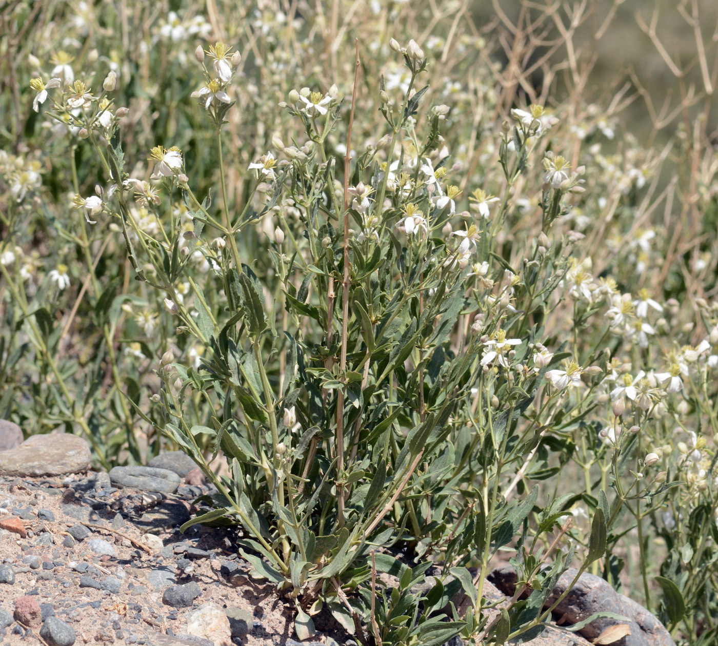 Image of Clematis songorica specimen.