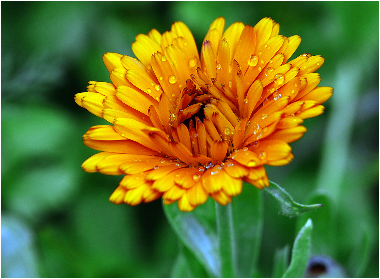 Image of Calendula officinalis specimen.