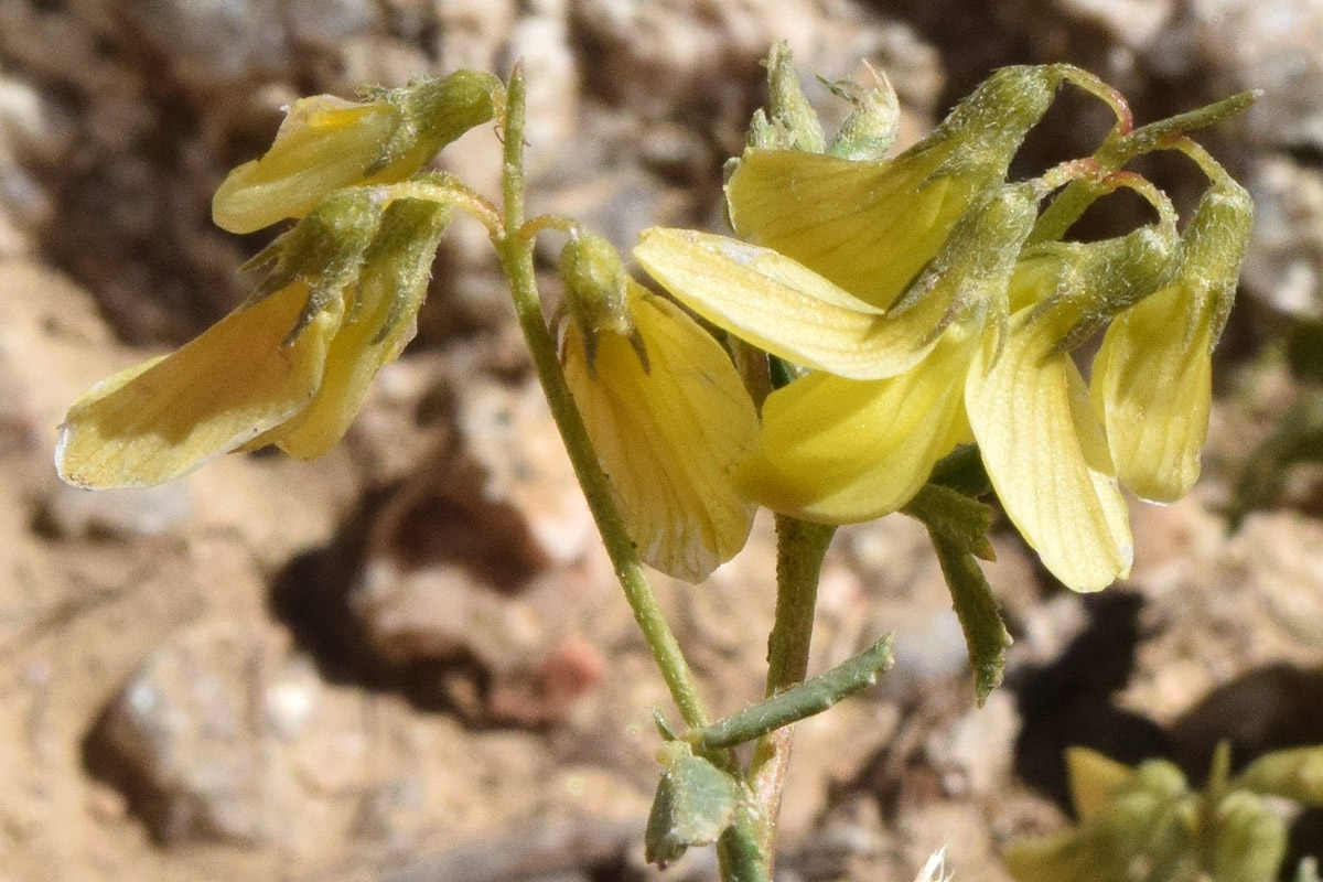 Image of Melilotoides aristata specimen.