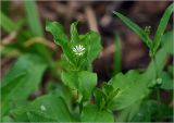 Stellaria media