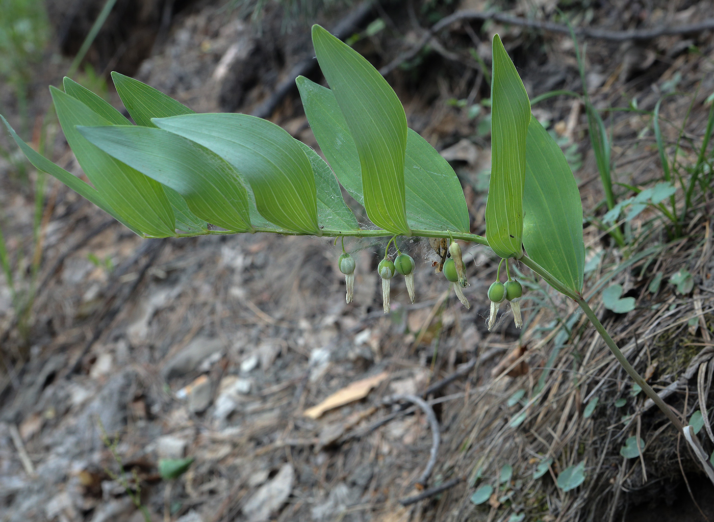 Image of Polygonatum odoratum specimen.