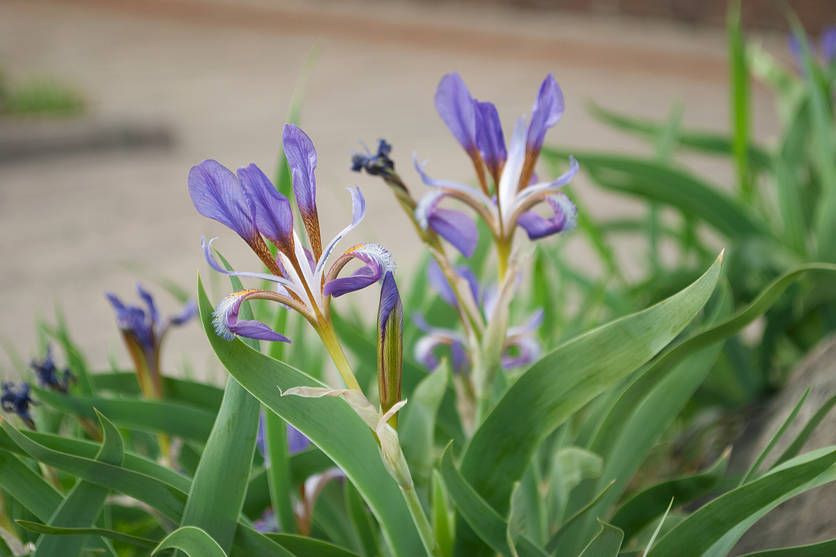 Image of Iris glaucescens specimen.