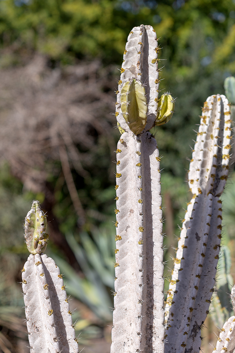 Image of Cereus peruvianus specimen.