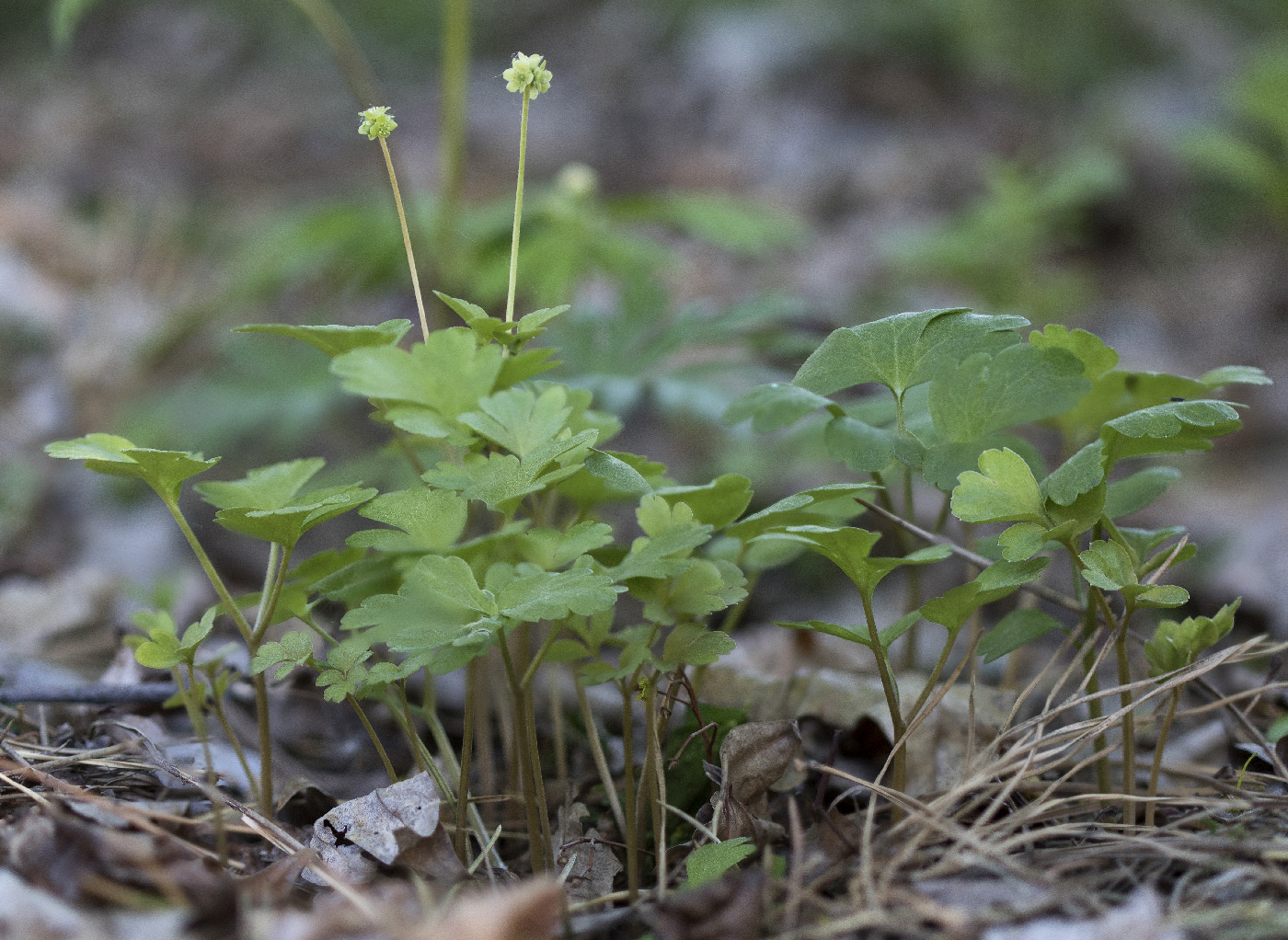 Image of Adoxa moschatellina specimen.