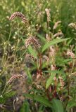 Persicaria lapathifolia