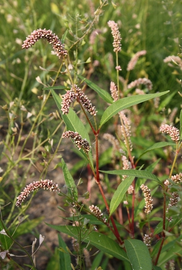 Изображение особи Persicaria lapathifolia.