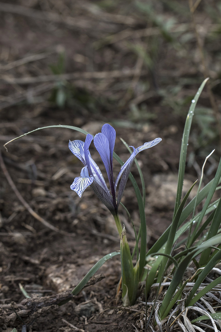 Image of Iris loczyi specimen.