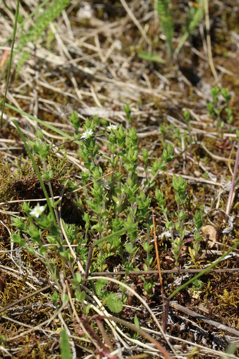 Image of genus Arenaria specimen.