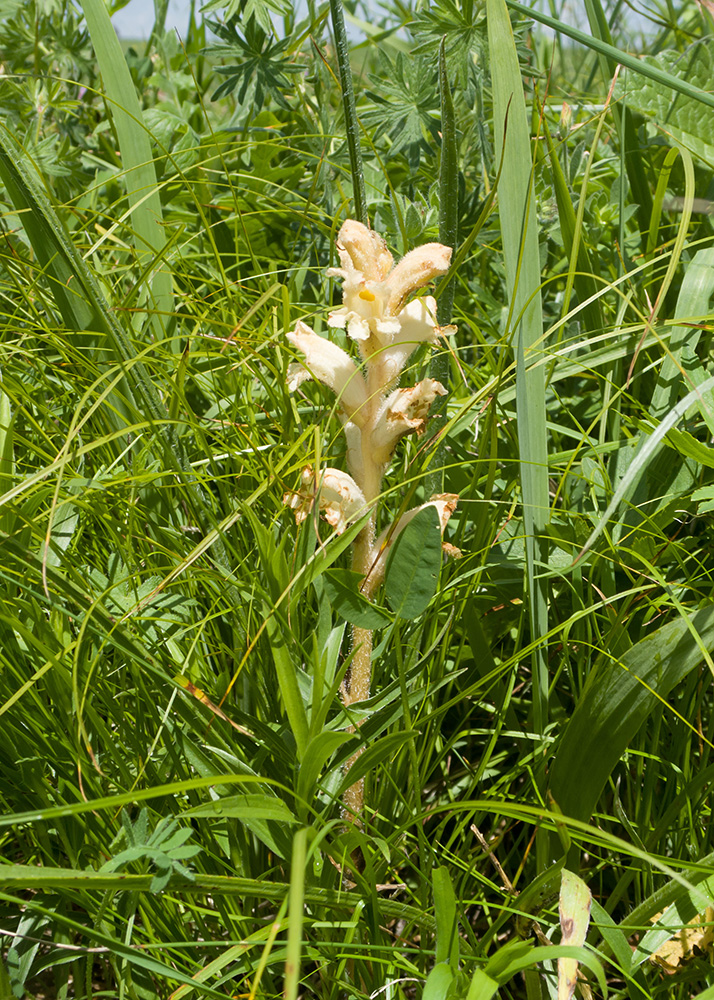 Изображение особи Orobanche owerinii.