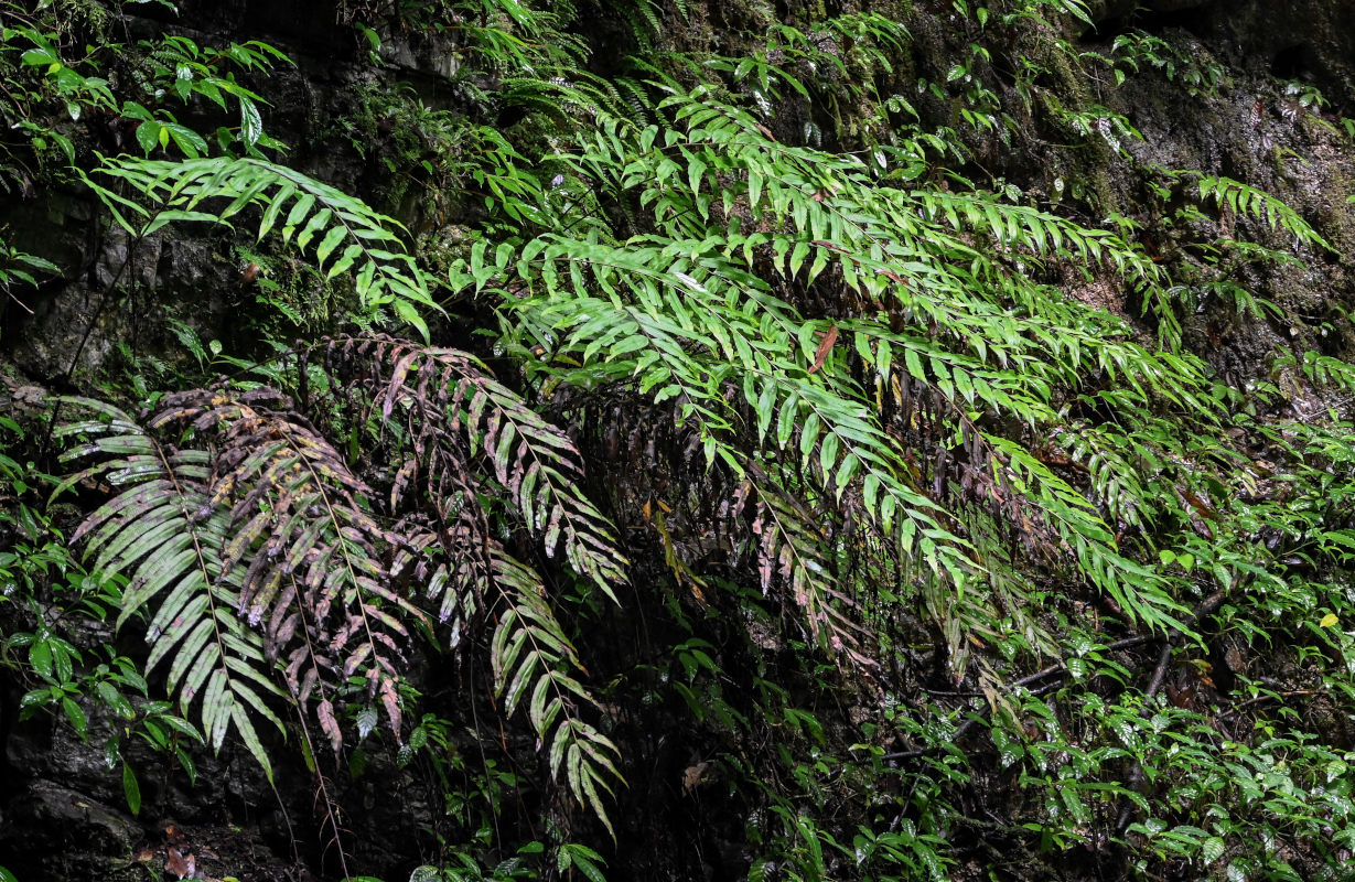 Image of Thelypteris truncata specimen.