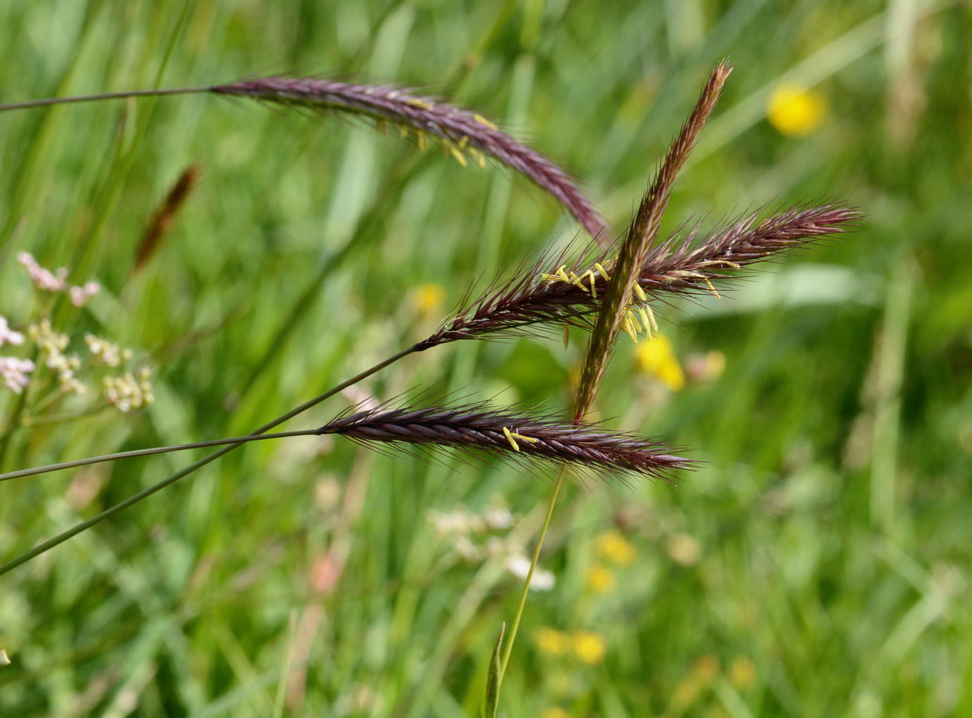 Изображение особи Hordeum bulbosum.