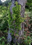 Hydrangea petiolaris. Побеги на стволе Quercus. Курильские о-ва, о-в Итуруп, долина р. Сторожевая, опушка широколиственного леса. 20.08.2023.