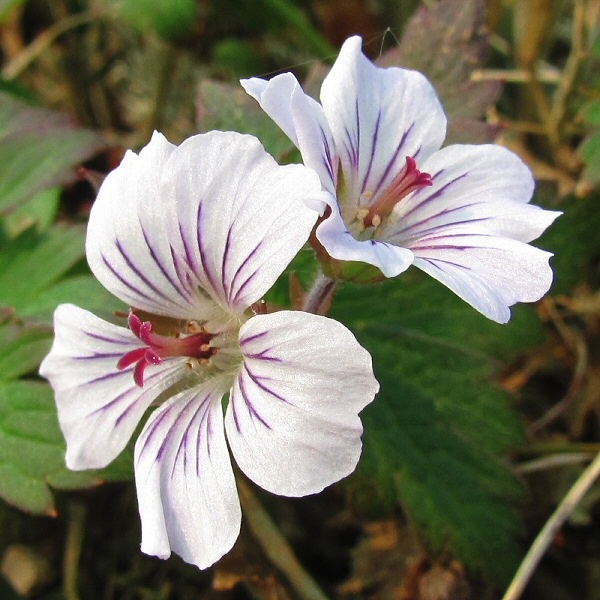 Image of Geranium krylovii specimen.