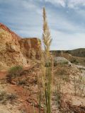 род Calamagrostis. Верхушка колосящегося растения. Восточный Казахстан, Зайсанская котловина, ур. Кеин-Кериш, русло дождевого водотока, пестроцветы. 2 июля 2024 г.