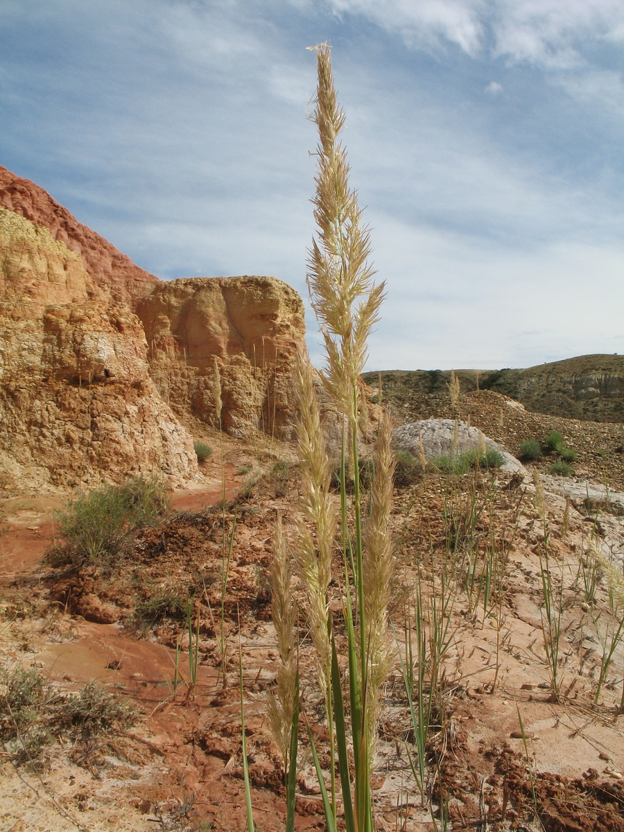 Изображение особи род Calamagrostis.