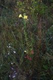 Oenothera biennis