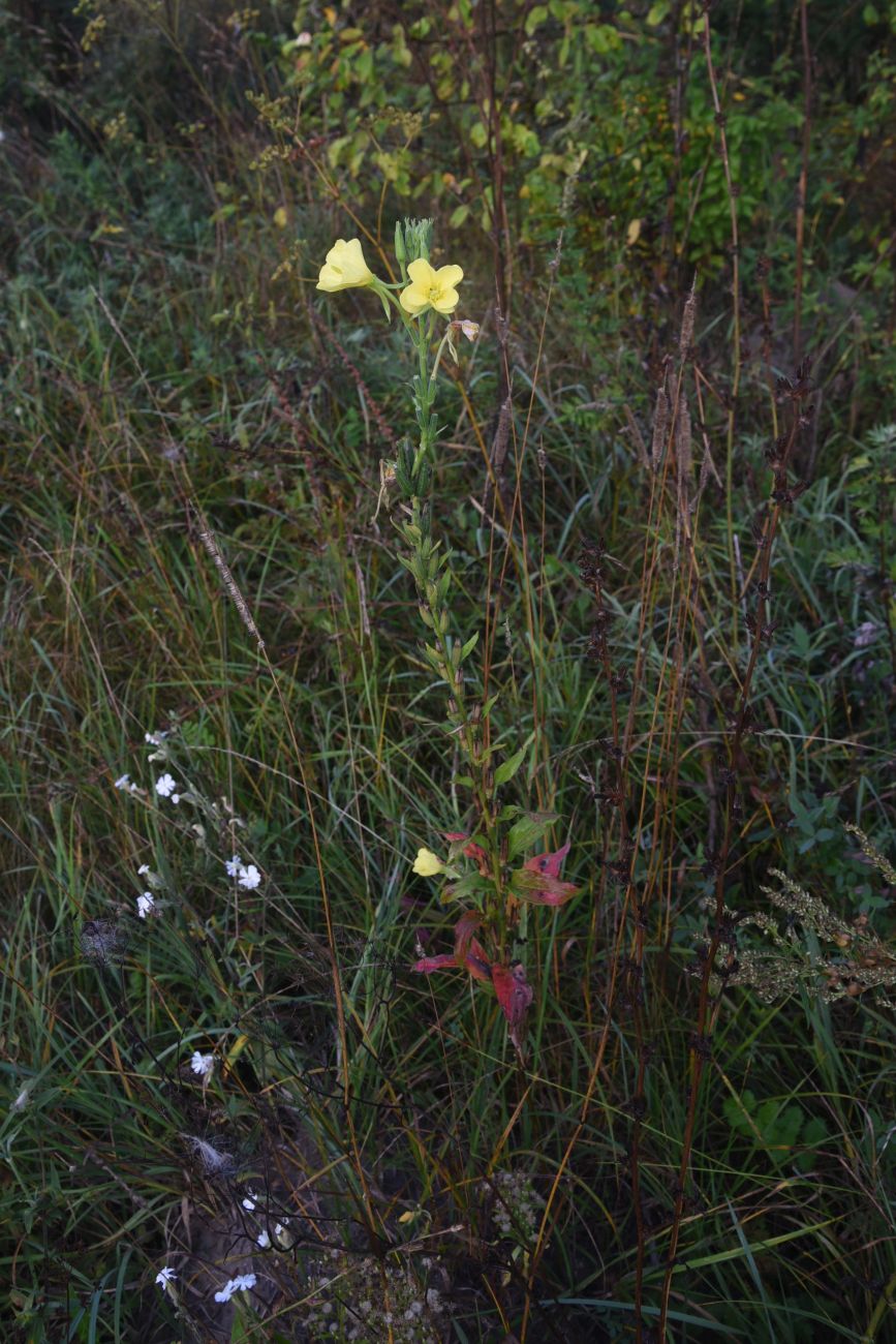 Изображение особи Oenothera biennis.