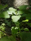 Chenopodium album