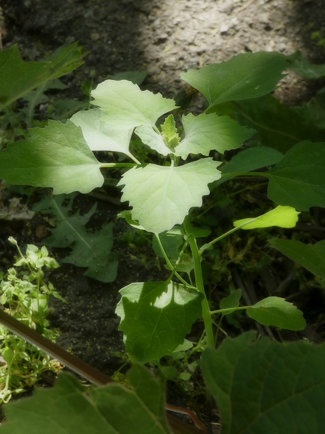 Изображение особи Chenopodium album.