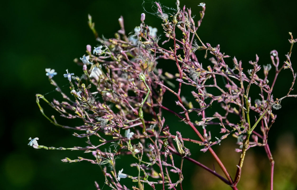 Image of Valeriana officinalis specimen.