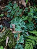 Selaginella willdenowii