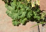 Corydalis pallidiflora. Листья. Чечня, Шаройский р-н, Снеговой хр., 3,7 км от пер. Цумандинский в сторону г. Заинкорт, выс. ок. 2780 м н.у.м., между камней. 25 июня 2024 г.