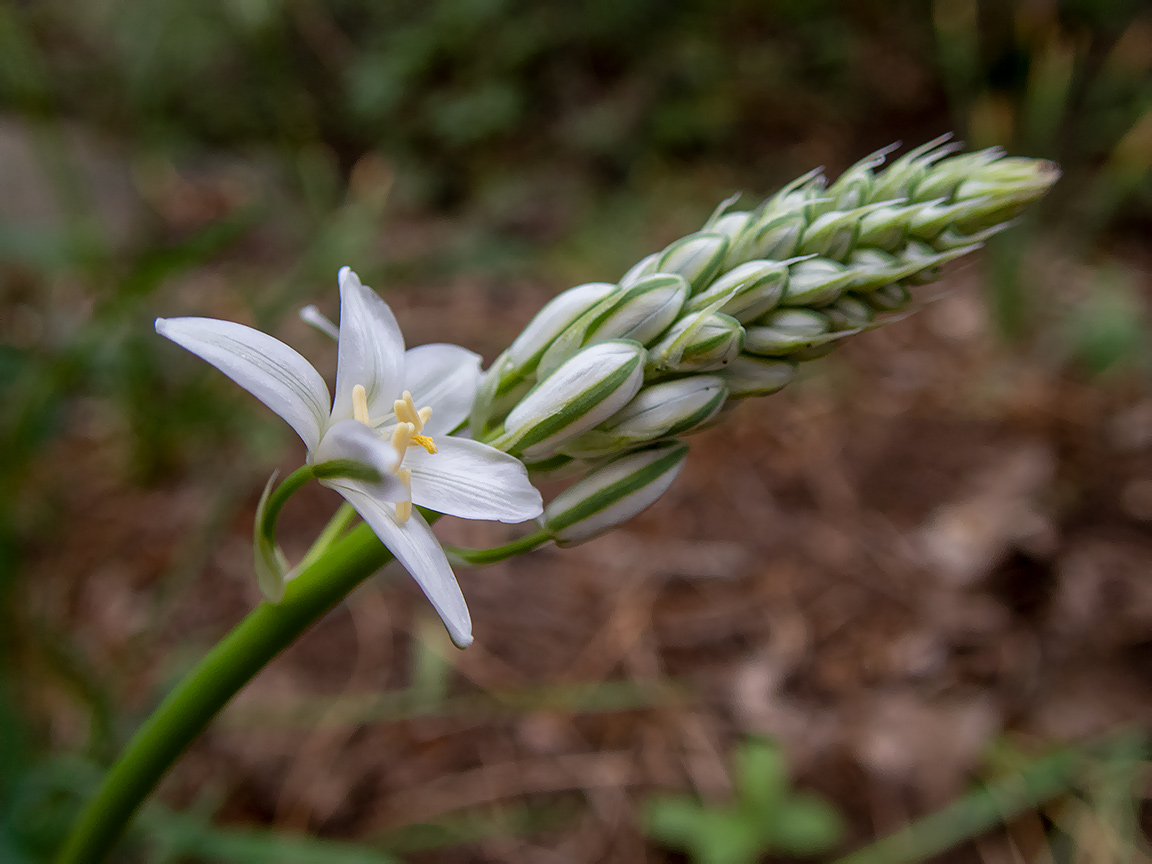 Image of Ornithogalum ponticum specimen.