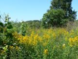 Solidago canadensis