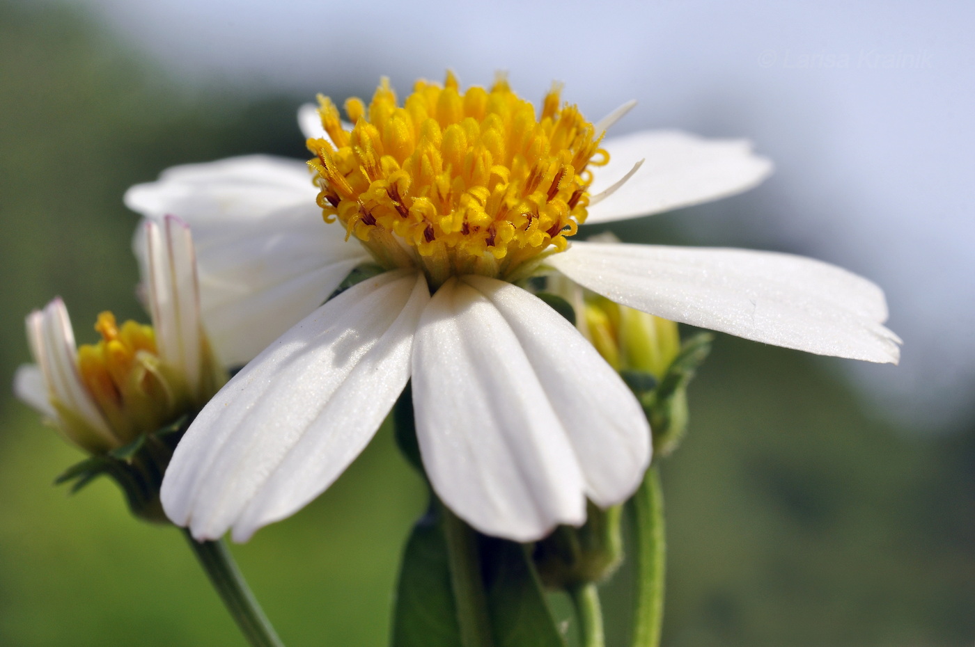 Изображение особи Bidens alba.