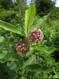 Asclepias syriaca