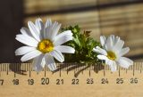 Leucanthemum paludosum. Соцветия и листья. Испания, автономное сообщество Каталония, пров. Жирона, комарка Баш Эмпорда, муниципалитет Калонже, заросший сорными травами бордюр вдоль тротура. 30.01.2025.