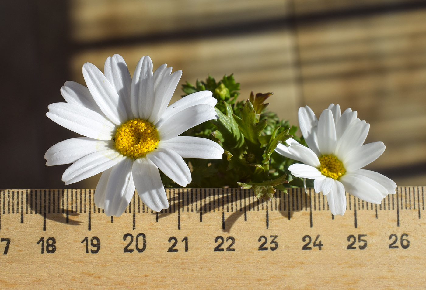 Изображение особи Leucanthemum paludosum.