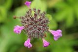 Clinopodium vulgare