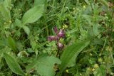 Orobanche owerinii