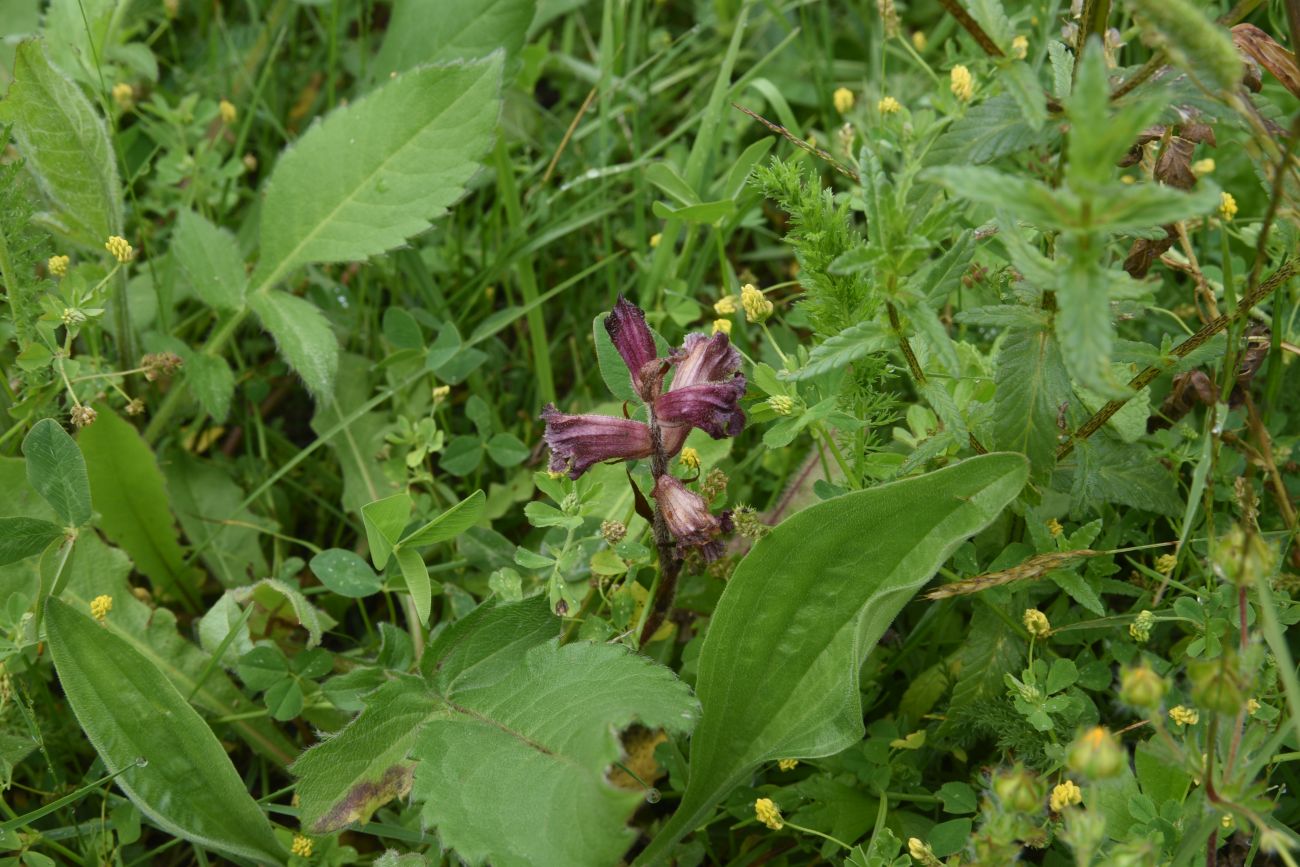 Изображение особи Orobanche owerinii.