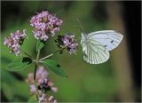 View full-size image Origanum vulgare