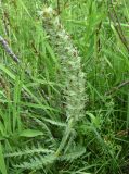 Pedicularis olgae. Соплодие. Узбекистан, Ташкентская обл., зап. отр. Чаткальского хр., окр. кишлака Учтерак, глинистый склон, разнотравье. 04.05.2015.