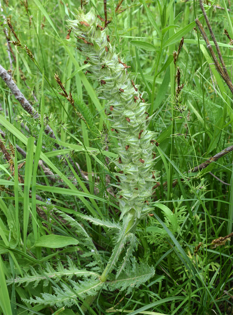 Image of Pedicularis olgae specimen.