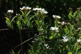 Смотреть изображение Spiraea × cinerea