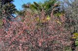 View full-size image Chaenomeles cathayensis
