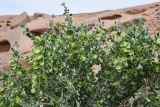 View full-size image Zygophyllum gontscharovii