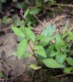 View full-size image Persicaria longiseta